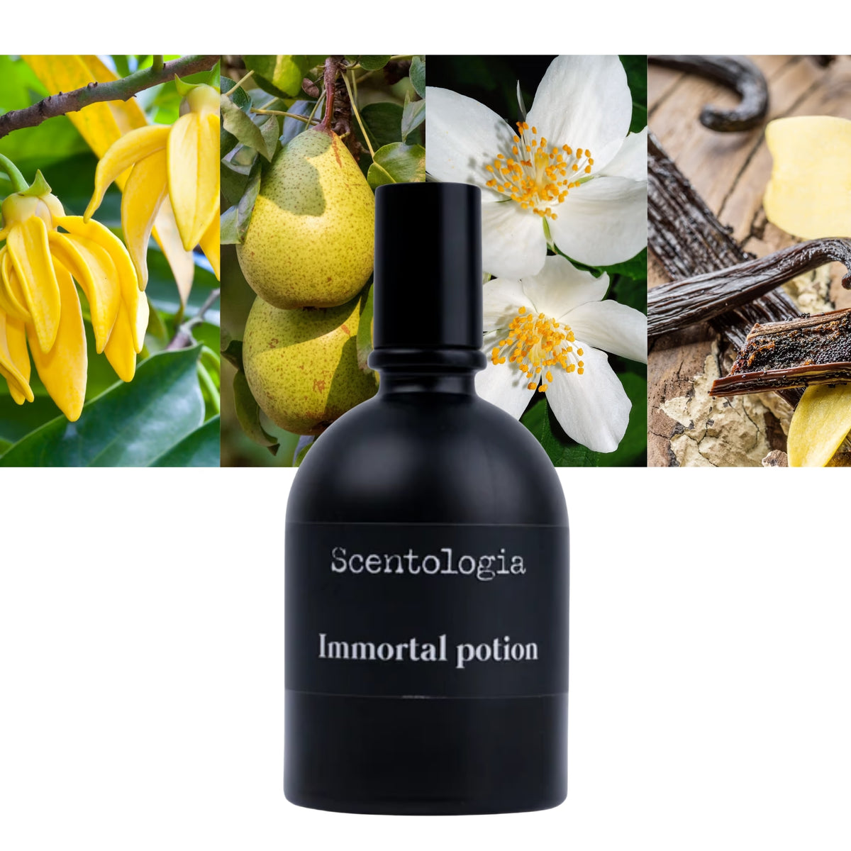 Scentologia Immortal Potion for Unisex - Extrait de Parfum - 100ml