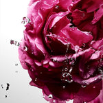 Cool Water Sea Rose Davidoff for Women - Eau De Toilette - 100ml